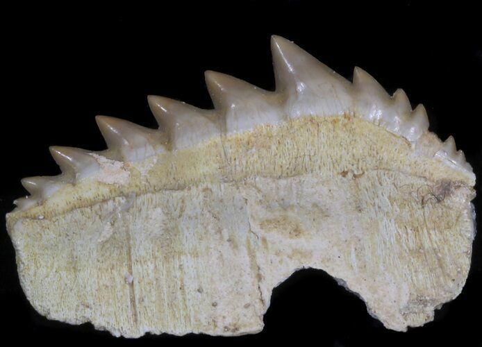 Fossil Cow Shark (Hexanchus) Tooth - Morocco #35016